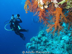 Soft Corals at Ras Za'ataar .
Ras Mohamed by Adolfo Maciocco 